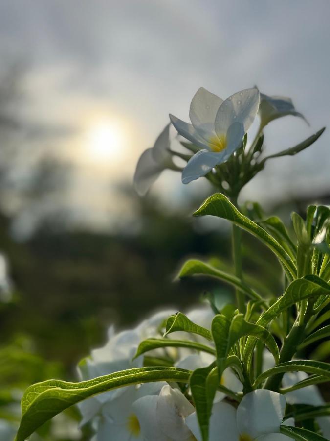 La Plumerias Moalboal Zewnętrze zdjęcie
